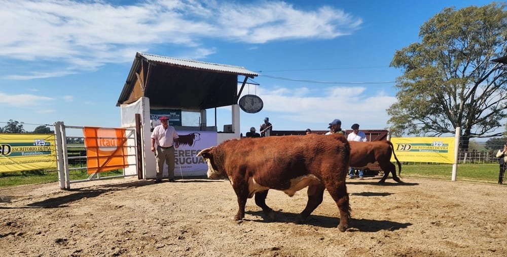 Ventas totales de los toros de Kiyú, con un ajuste del 30% al alza.