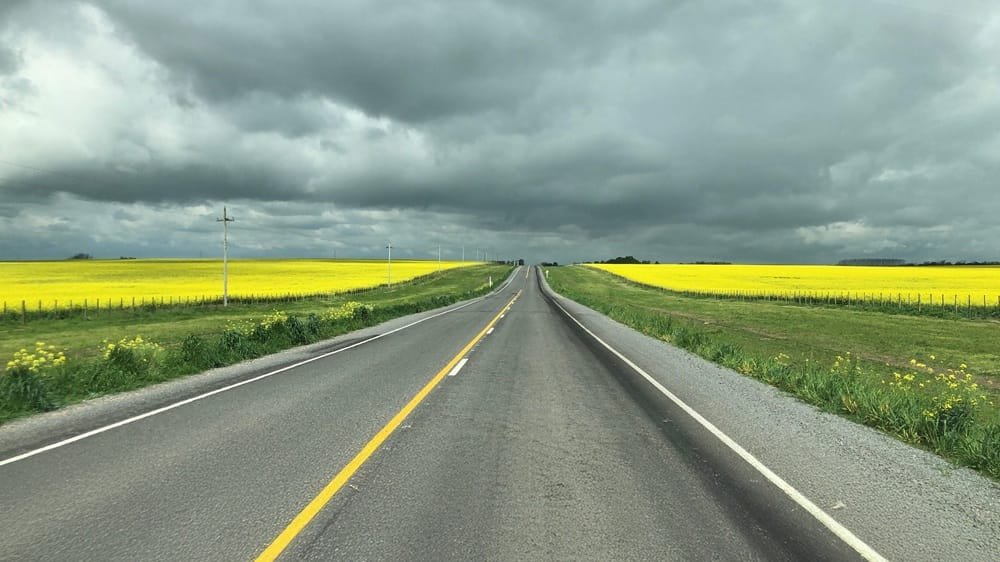 Floración de cultivos de colza invita a recorrer el interior uruguayo.