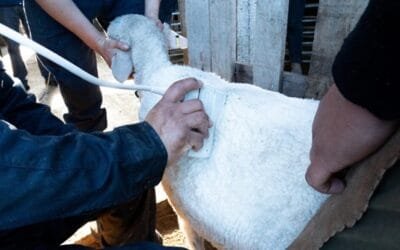 UTU introduce tecnología que potencian la genética ovina.