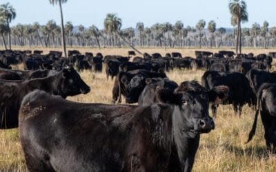 En el remate 310 de Plaza Rural, la oferta es de 16.606 vacunos.