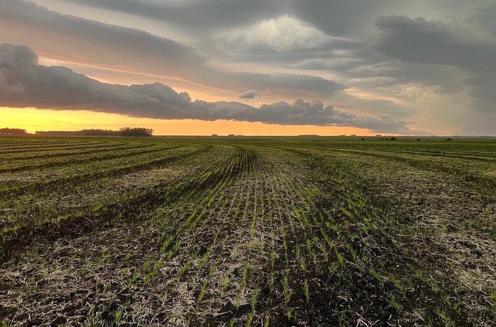 La siembra de arroz ya avanzó un 90%.