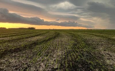 La siembra de arroz ya avanzó un 90%.