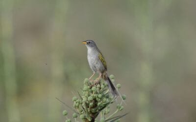 Montes del Plata incorporó una nueva Área de Alto Valor de Conservación en Río Negro.