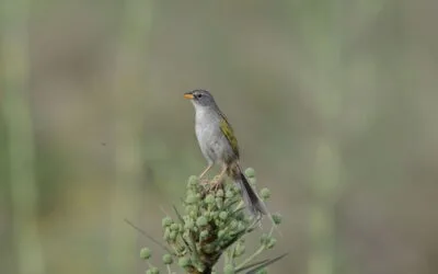 Montes del Plata incorporó una nueva Área de Alto Valor de Conservación en Río Negro.
