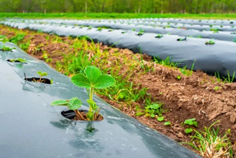 Cubiertas vegetales: estrategia para mejorar la fertilidad, el secuestro de carbono de los suelos y el control de plagas.