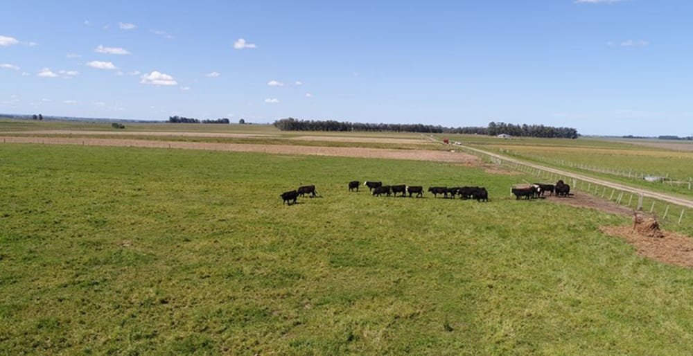 Jornada en Palo a Pique: INIA invita a reflexionar sobre oportunidades para una ganadería sostenible en el este.