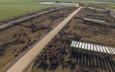 Integración y sana competencia agricultura – ganadería: “Nos hace mejorar”.