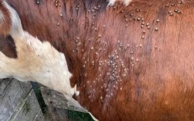 En Argentina y Brasil la garrapata también es un serio desafío sanitario.