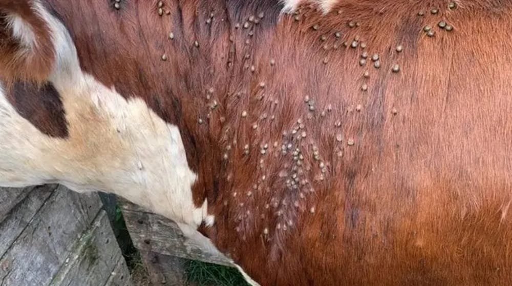 En Argentina y Brasil la garrapata también es un serio desafío sanitario.