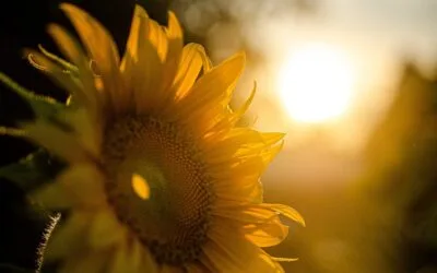 El girasol crece en Argentina con 3 millones de hectáreas.