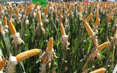 Paraguay aumenta las exportaciones de maíz.