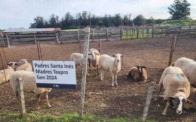 Taller de gestación en ovinos analizó más de 51.200 ovinos.