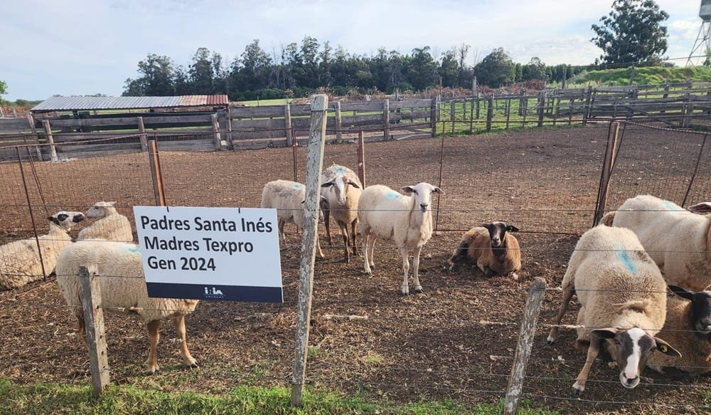 Taller de gestación en ovinos analizó más de 51.200 ovinos.
