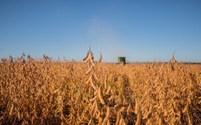 ADP presentó las nuevas variedades de soja Stine.