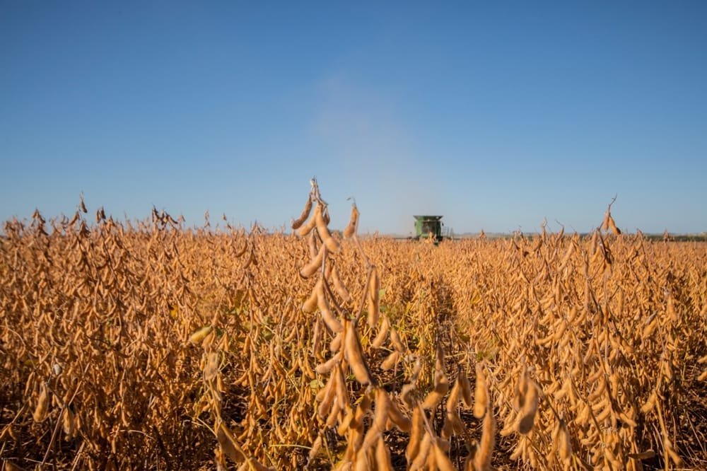 ADP presentó las nuevas variedades de soja Stine.
