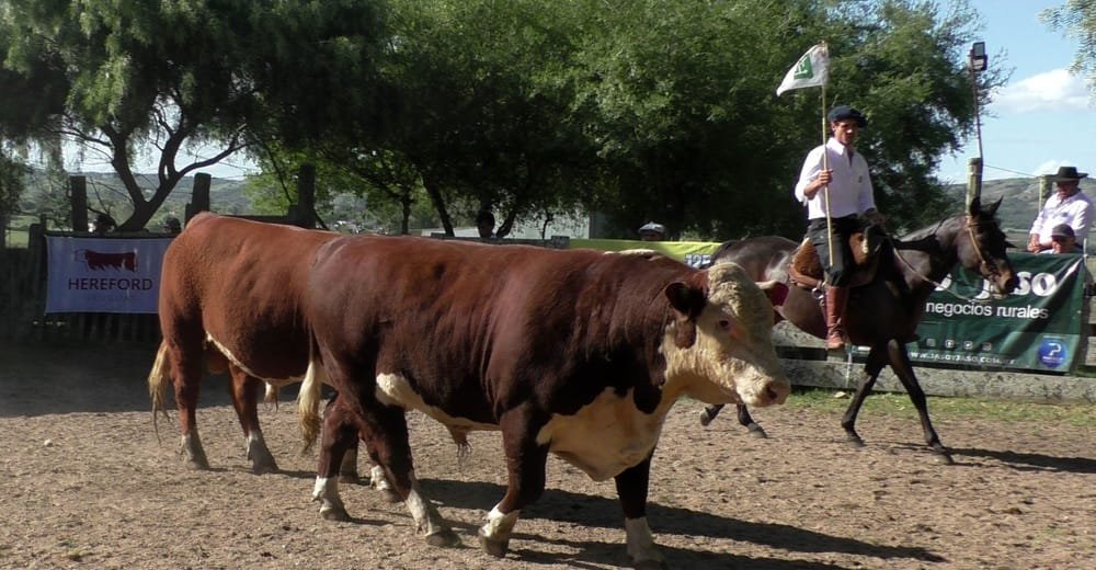 Toros de La Lorencita promediaron US$ 3.502.