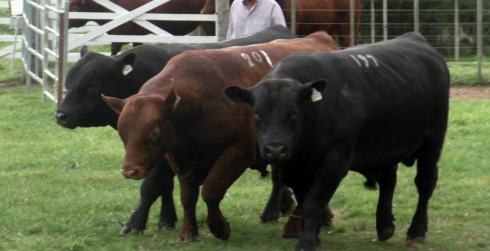 Expo Campanero 2025: Sierra Vista arrasó en la pista Angus.