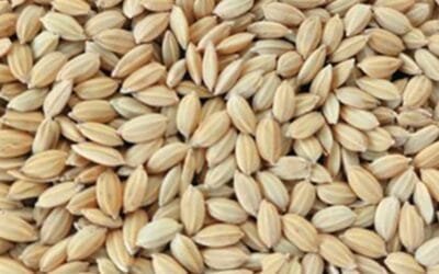 Planificación varietal de arroz: visión técnica y respaldo en cada zafra.