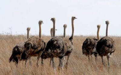 El mito sobre el avestruz y el comportamiento humano.