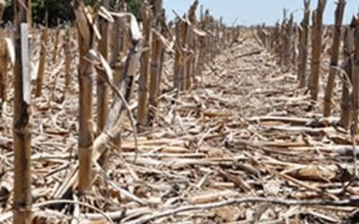 “El laboreo es una práctica que no me gusta”.