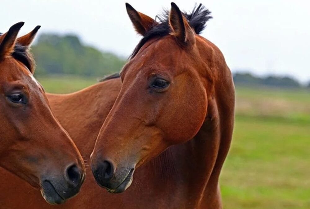 Uruguay está en condiciones de exportar equinos deportivos a China.