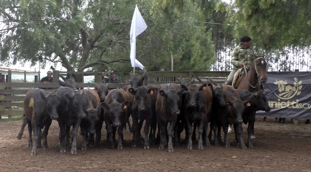 Con muy buenos promedios, se dispersó ganado de calidad.