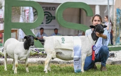Los ovinos mostraron lo mejor en San José.