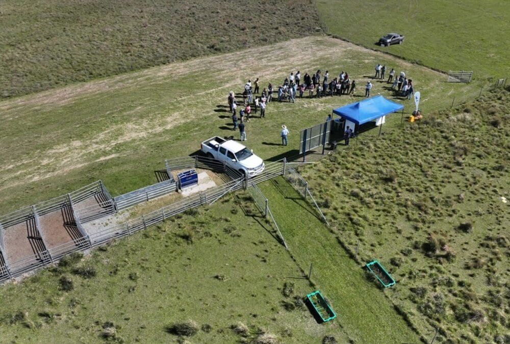 INIA presentó experimento que evalúa la gestión del pastoreo sobre campo natural.