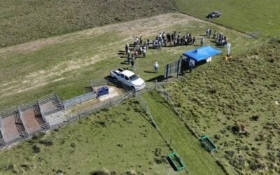 INIA presentó experimento que evalúa la gestión del pastoreo sobre campo natural.