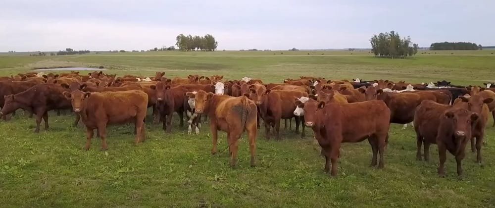 Mercado firme para los vacunos y los ovinos.