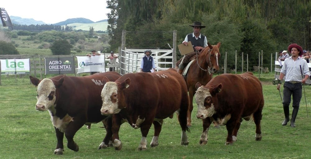 Expo Campanero 2025: Triunfos de Santa Lucía y Doña Elisa en Hereford