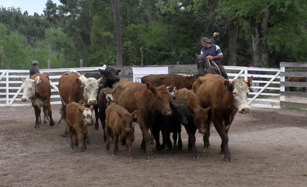 Mercado firme, buenos valores y colocaciones totales en el Campanero
