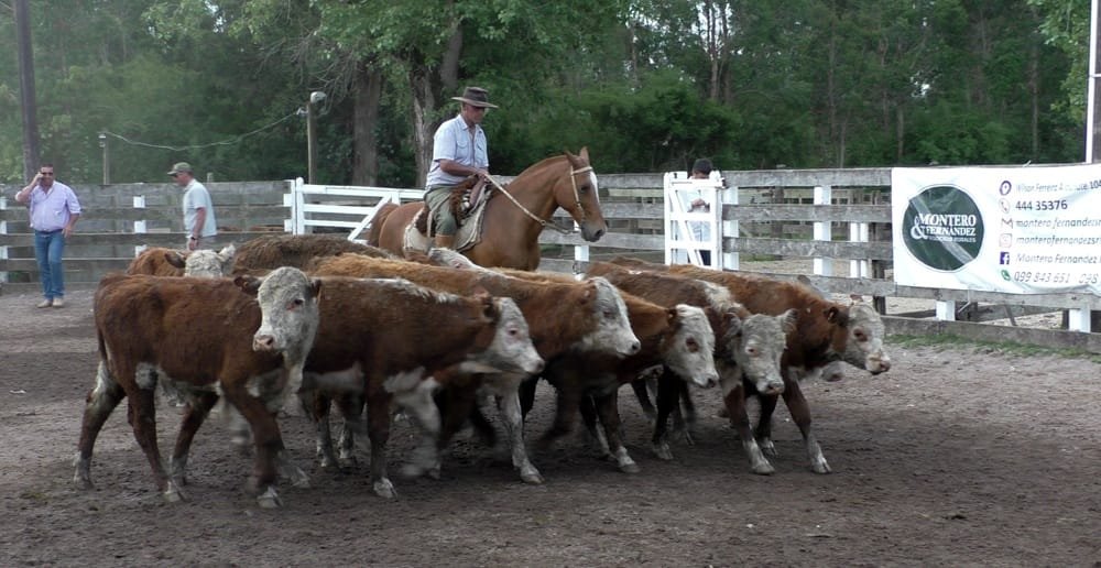 Pista ágil, mercado más ajustado al momento en Campanero.