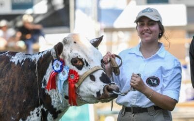 Con jurados extranjeros, la Expo San José tiene sus campeones Holando, Normando y Jersey.
