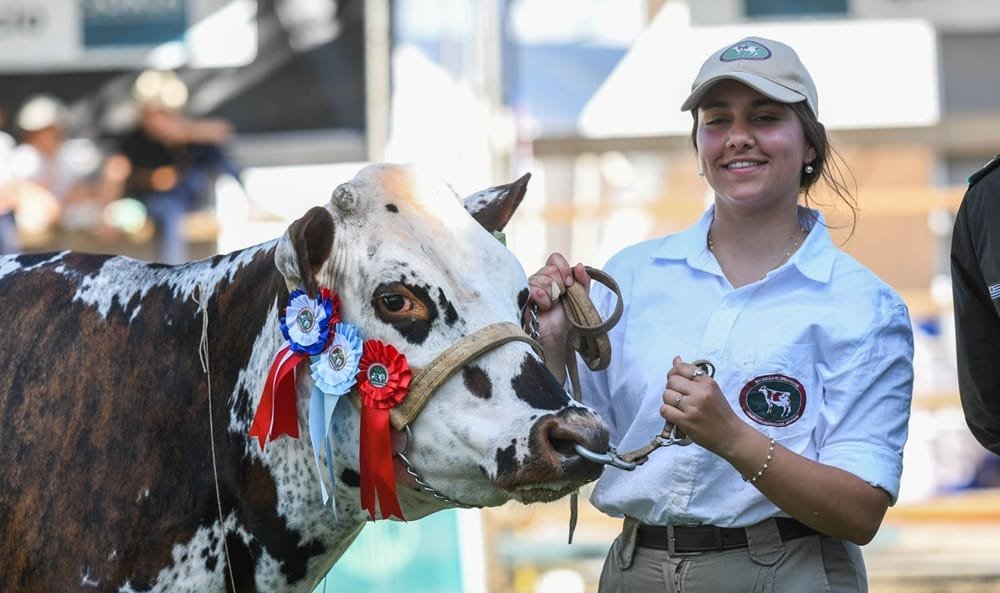 Con jurados extranjeros, la Expo San José tiene sus campeones Holando, Normando y Jersey.