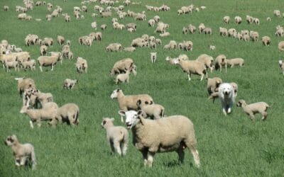 Buen manejo ovinos resulta en 400 k de carne por hectárea en establecimiento Lourdes.
