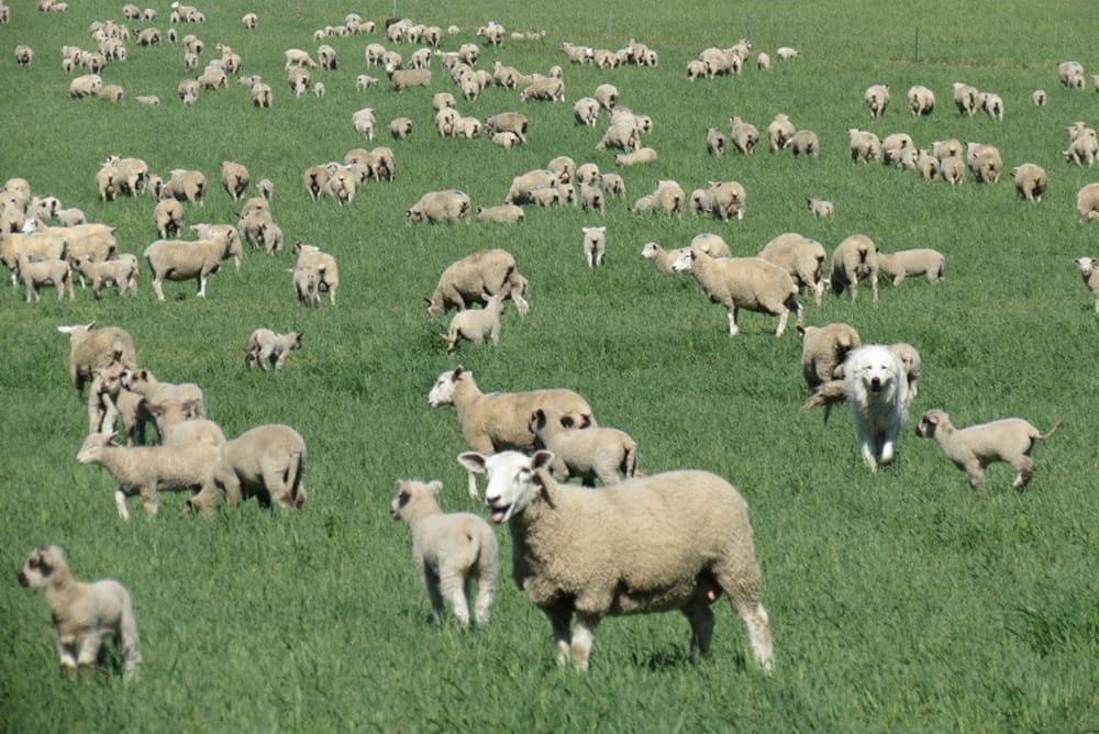 Buen manejo ovinos resulta en 400 k de carne por hectárea en establecimiento Lourdes.
