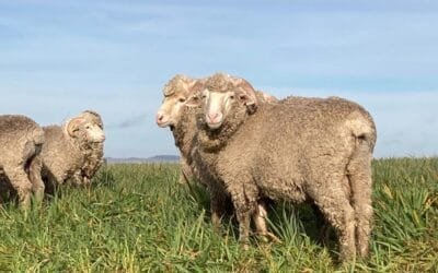 La FAO distinguió al Crilu por su contribución global a la transformación sostenible de la ganadería.