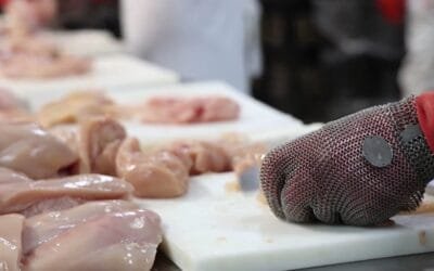 Uruguay también es avícola. Cupra difundió tres breves video para informar sobre la cadena avícola nacional.