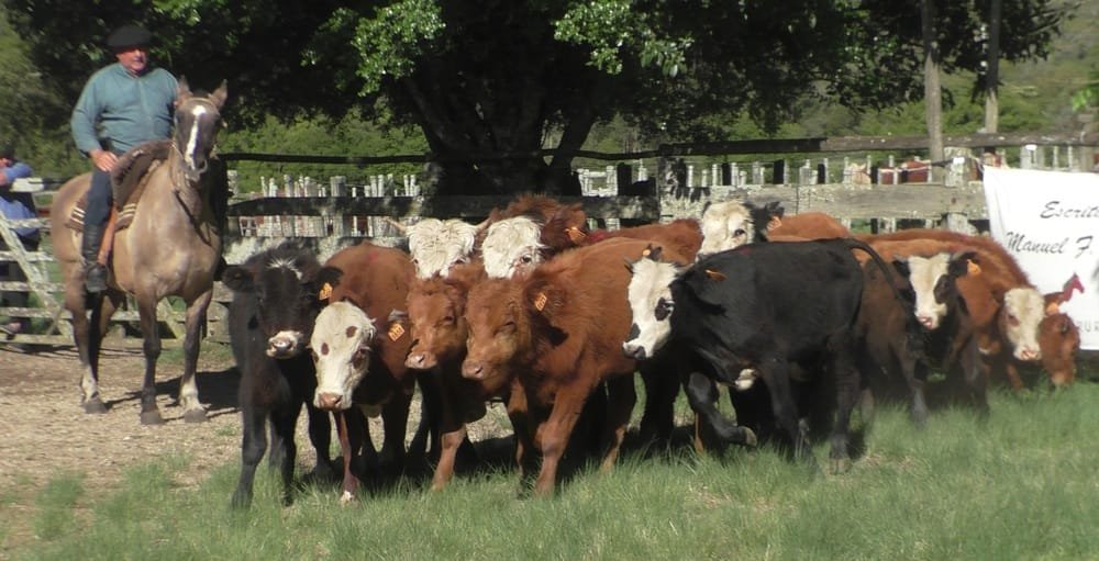 La Querencia mostró un mercado dinámico.