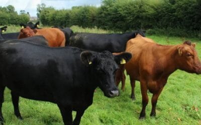 Servicios Ganaderos aprobó nuevo procedimiento frente a brucelosis en vacunos.