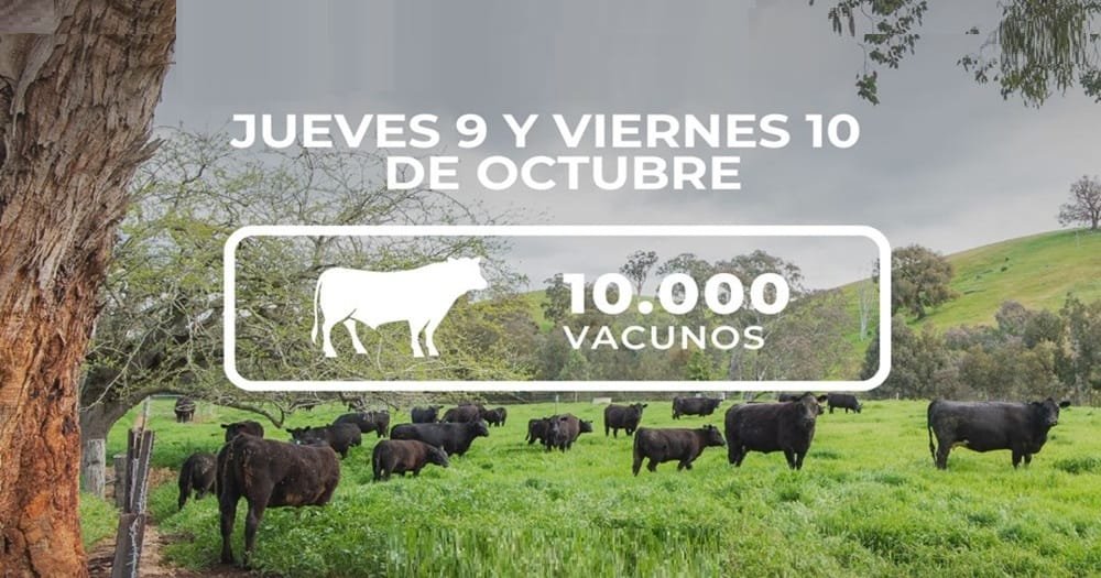 A partir de hoy y en un muy buen momento del mercado, Lote 21 rematará 10.000 vacunos.