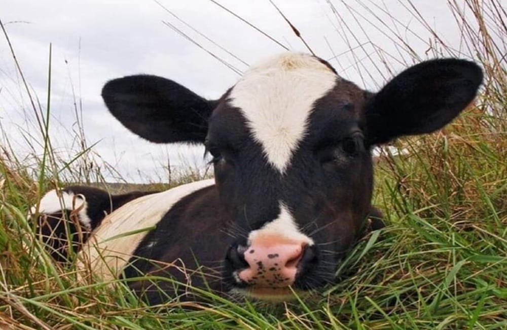 Jornada Prolesa en Rodó, Soriano.