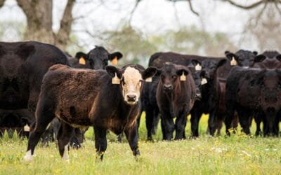 ¿Cuánto hay que esperar luego de utilizar garrapaticidas? El MGAP se lo explica.