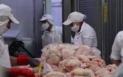 Subsecretario del MGAP explicó por qué se adelantó la importación de pollo.