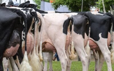 El 15 de octubre, importante jornada de lechería de INIA.