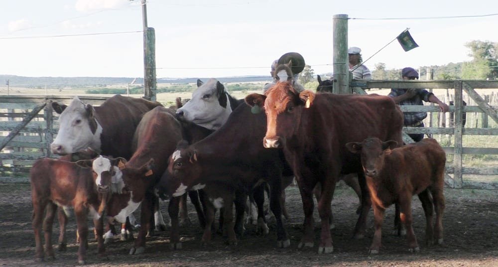 Ágil la pista, corrientes los valores en Los Amigos.