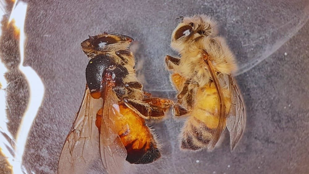 Argentina desarrolla una herramienta biotecnológica para proteger las abejas.