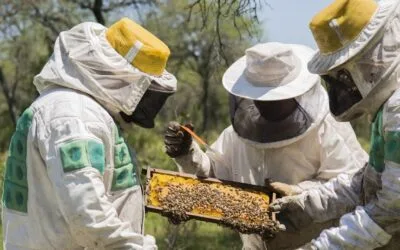 Montes del Plata abrió llamado para instalar colmenas en sus bosques durante 2026.