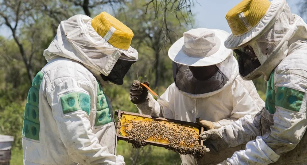 Montes del Plata abrió llamado para instalar colmenas en sus bosques durante 2026.